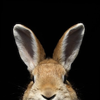 Peek-A-Boo0's Avatar'