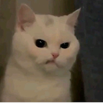 Cat-work's Avatar'