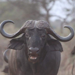 mattomworld's Avatar'