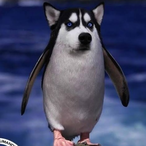 Scenarjo 17's Avatar'