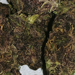 Dank BoofyPack's Avatar'