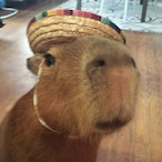 Capybaralover8's Avatar'