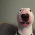 dogo102's Avatar'