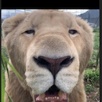 Brutal_dik's Avatar'