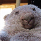 WubWubtheWombat's Avatar'