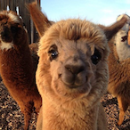 moshialpaca's Avatar'