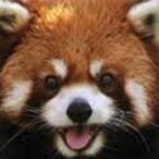 Lordfoxbee's Avatar'
