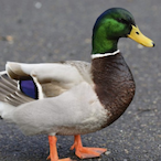 Profduck1's Avatar'