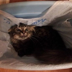 TrashCanDog's Avatar'