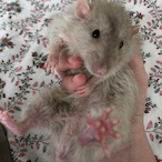 RatYanker's Avatar'
