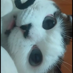 Enco-chan's Avatar'