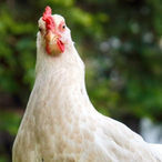 That1Chicken's Avatar'