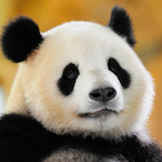 YanJuehui's Avatar'