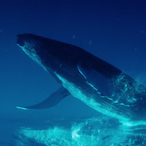 pakeyslayer's Avatar'