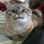 TheHaNyang's Avatar'