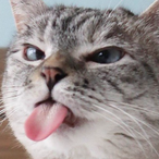 ilpeachli's Avatar'