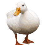 TheGoose.'s Avatar'