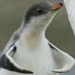 wing.wong's Avatar'