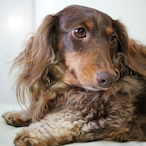 chocolat-v's Avatar'