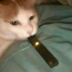 Juuling_Cat's Avatar'