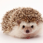 i_like_hedgehog's Avatar'