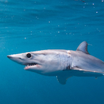 BeachedMako's Avatar'