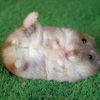 GhostHamster10's Avatar'