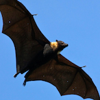 FlyingFruitbat's Avatar'