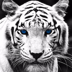 W.Tiger's Avatar'