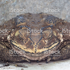 TheLiberalToad's Avatar'