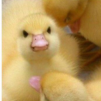 LittleDuckChuck's Avatar'
