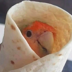Burritot's Avatar'