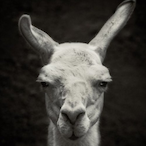 Kulumuks.DFOR's Avatar'