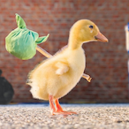 quarantineduck's Avatar'