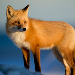 foxrootking's Avatar'