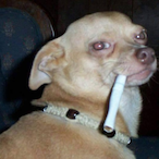 LouFou's Avatar'
