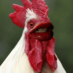 NotASquare's Avatar'