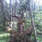 TrunkMonkie's Avatar