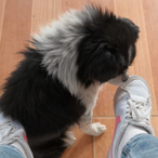 F1uFFy-TaiL's Avatar'