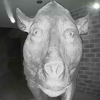 ffc1cc's Avatar'