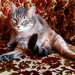 V1olentEdge's Avatar'