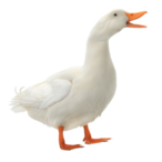 DizzyDuck56's Avatar'