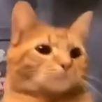 thesteak1's Avatar'