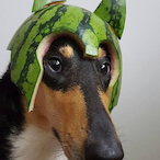 Mxxl.QALF's Avatar'