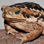 KingJulio.'s Avatar'