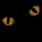 Tamago__pocket's Avatar'