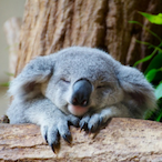 LeSyrupMaple's Avatar'