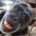 LongChimpFinger's Avatar'
