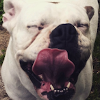 TheHeavyOne1's Avatar'