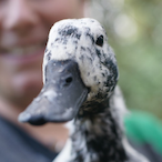 ImTheDuuck's Avatar'